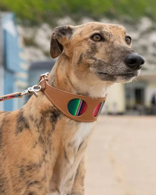 Inca Blue Hound Collar