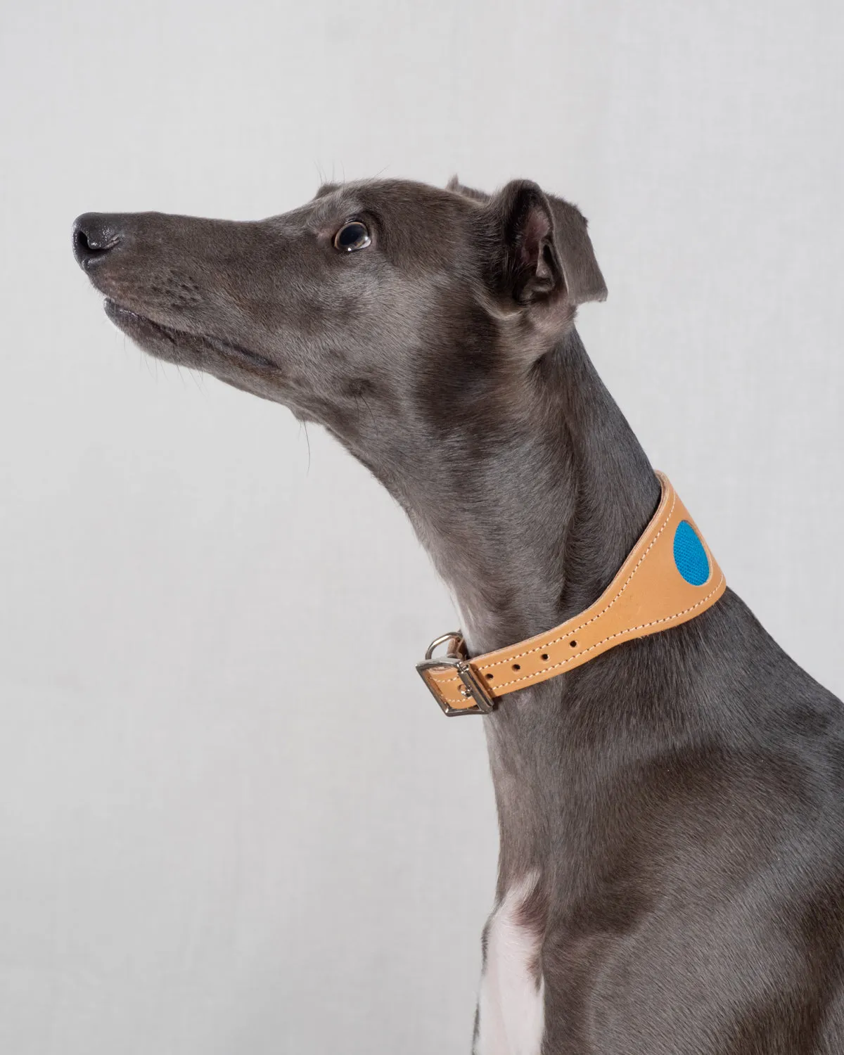 Inca Blue Hound Collar