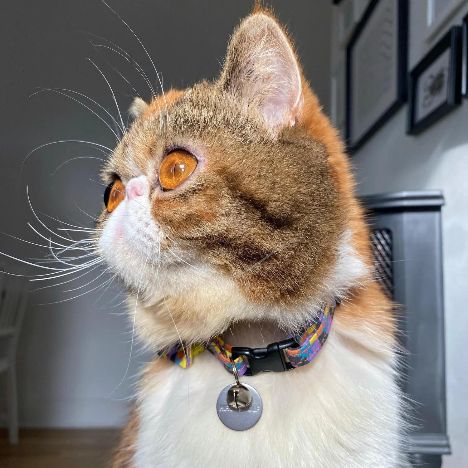 Starry Night Breakaway Cat Collar